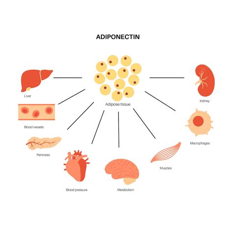 Premium Vector Adiponectin Hormone Infographic Illustration Fat