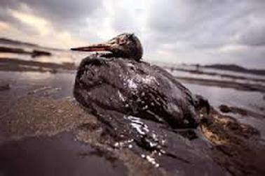 Animals Affected - Oil Spill Pollution