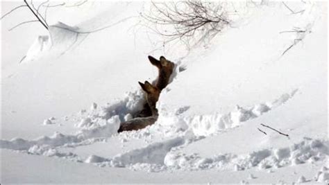 Mass Death Threatens Roe Deer In Altai And Eastern