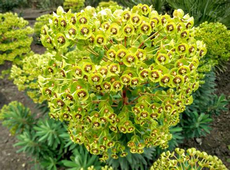 Euphorbia Characias Is A Striking Mediterranean Plant Did You Know
