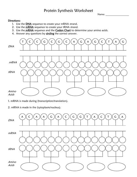 This worksheet covers all aspects of transcription and translation. Visual Protein Synthesis Worksheet