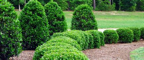 The best selection of royalty free landscaping bushes vector art, graphics and stock illustrations. Trimming For Landscaping, Hedges, & Bushes | Jackson ...