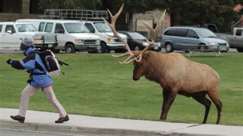 Warning Issued About Aggressive Elk Rocky Mountain Elk Foundation