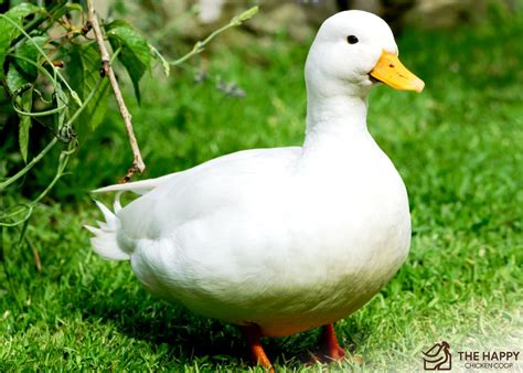 Utilizing The Right Duck Bantam Breed Could Be A Crucial Decision For