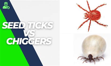 Seed Ticks Vs Chiggers In 5 Important Points Explained Y L P C