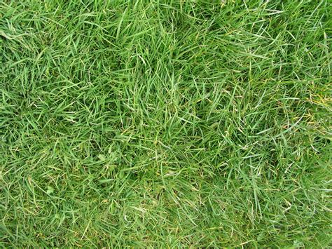 High Qualitygrass Textures Grass Textures High Quality Textures