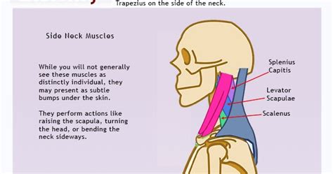 Drawsh The Side Of The Neck