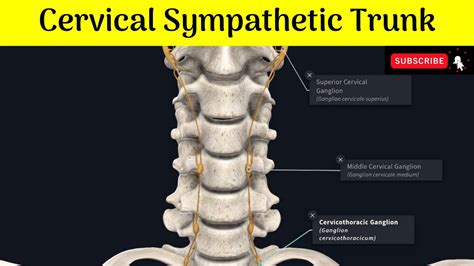 Cervical Sympathetic Trunk Superior Middle And Inferior Ganglia