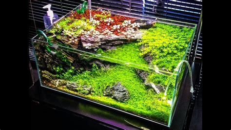 The best photos of planted aquariums in shows and contests globally. Best Aquascape design ideas 2017 - YouTube