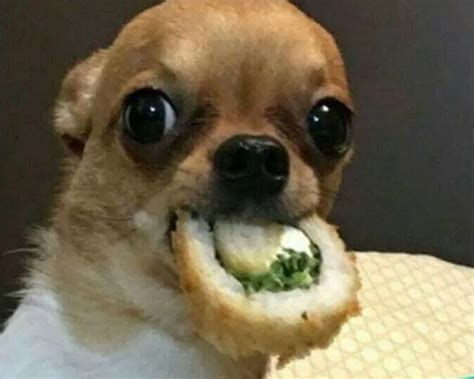 16 Best Funny Dog Faces Images On Pinterest Funny Dog