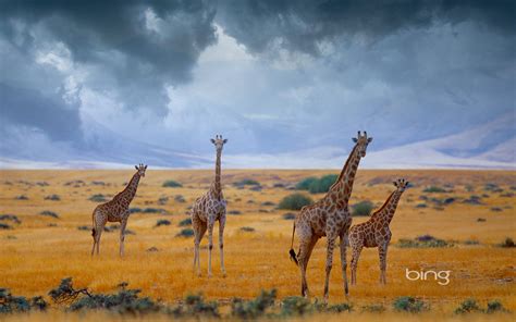 Bing Wallpaper 8 1 13 African Wildlife Africa Giraffe