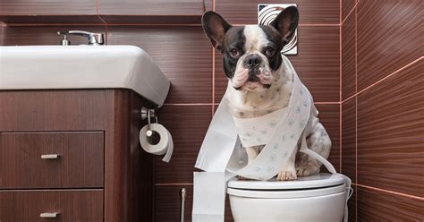 So, that begs the question: Toilet Bowl Water and Your Pets: The Dangers Aren't Always ...