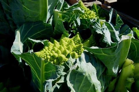 How To Grow Romanesco Broccoli Urban Garden Gal