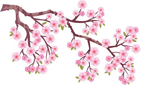 Royalty Free Cherry Blossom Tree Clip Art Vector Images