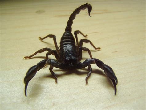 Schwarzer Thaiskorpion Heterometrus Spinifer Skorpion