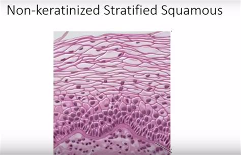 Non Keratinized Stratified Squamous Diagram Quizlet