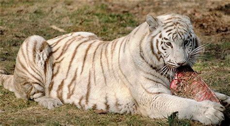 Pictures Of Bengal Tigers Eating