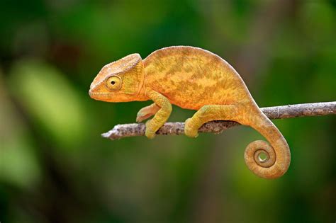 Chameleons Types Characteristics And Photos