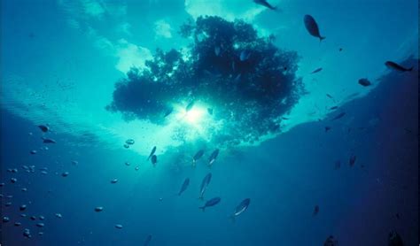 Governments Unite To Conserve Iconic Sargasso Sea Iucn