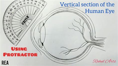 How To Draw Human Eye Vertical Section Of The Human Eye Class 10