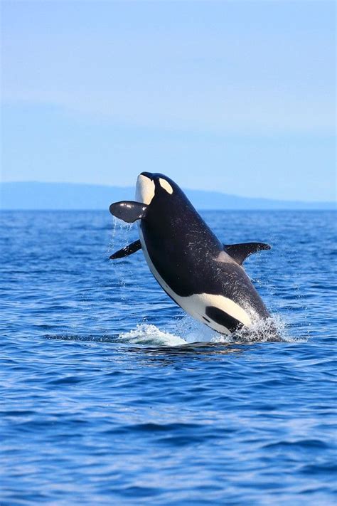 Land Of The Animals Orca Whales Orca Whale