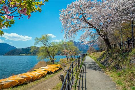 Cherry Blossom Sakura View From Lake Kawaguchiko Stock Image Image