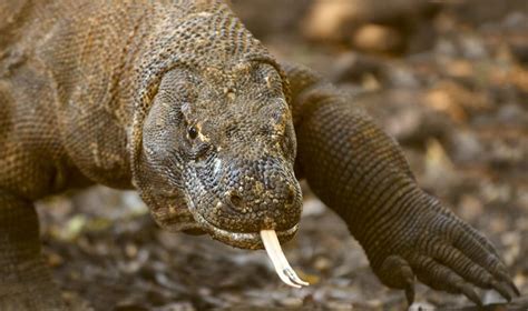 Over 900 species of animals have become extinct according to latest