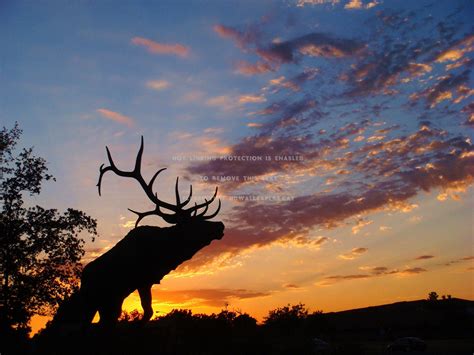 Elk Sunset Wallpapers Top Free Elk Sunset Backgrounds Wallpaperaccess