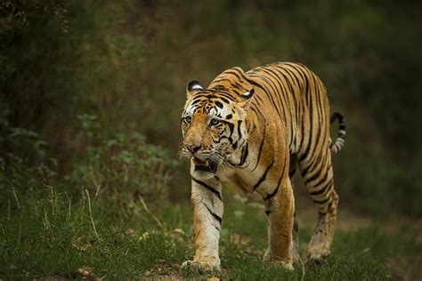 Top 3 Best Parks For Wildlife Photographers In India