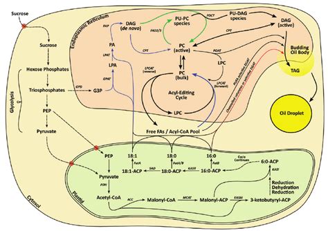 Integrated Model Of The Fatty Acid And Oil Biosynthesis Pathway In