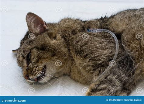 Hydration Of A Cat By Giving Subcutaneous Fluids Stock Photo Image Of