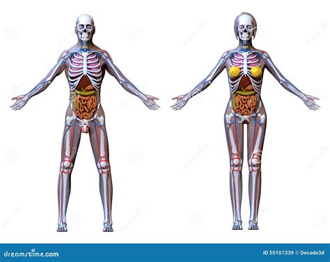 Female Human Internal Anatomy Human Male And Female Complete Anatomy
