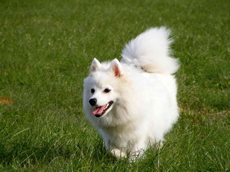 Japanese Spitz Dog Breed Characteristics And Care