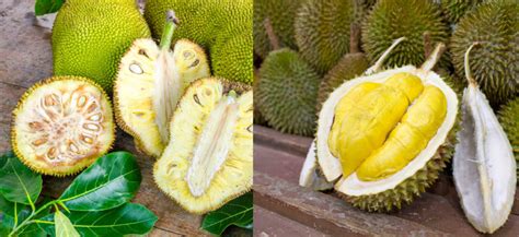 Jackfruit Vs Durian 6 Crucial Facts