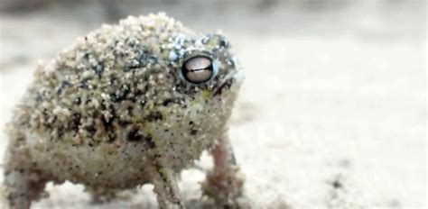 The Desert Rain Frog Critter Science