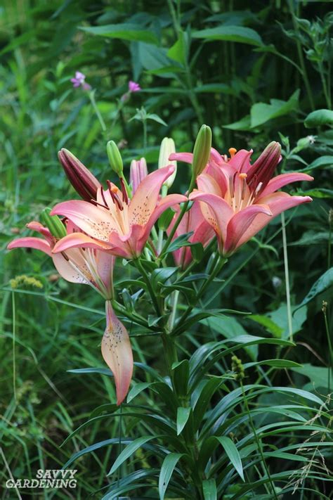 Different Types Of Lilies With Pictures