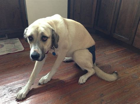 And yes, doggy diapers are super expensive. My friend's dog has to wear a diaper and it's the saddest ...