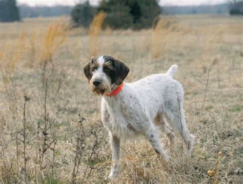 german wirehaired pointer dog breed profile petfinder