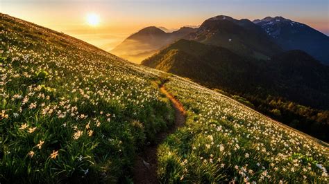 Daffodils On The Mountainside Of Golica Wallpaper Backiee