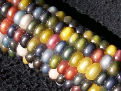 This Multi Colored Corn Is Real And Theres A Fantastic Story Behind It