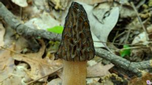 The Ultimate Guide to Hunting Wild Morel Mushrooms