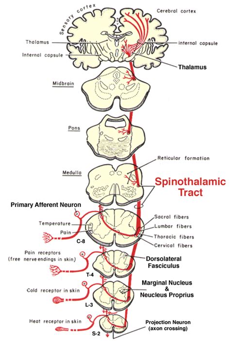 Spinothalamic Pathway