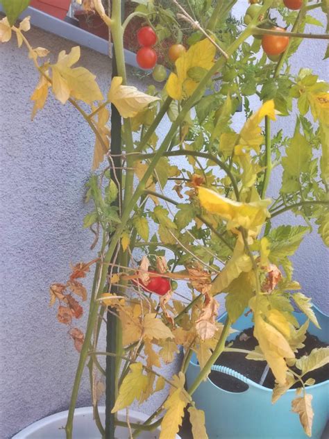 Whats Turning My Tomato Plants Yellow And Drying Them Out Rgardening