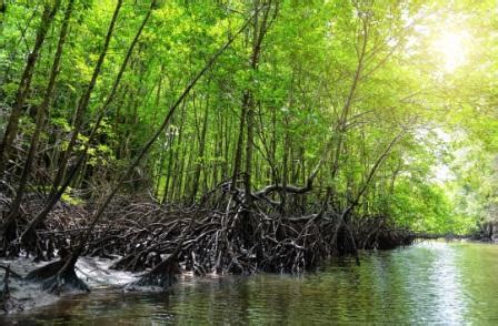 Have the freedom to choose between a shared or private tour whichever suits your needs best. Remote sensing maps threats to Malaysia's mangroves