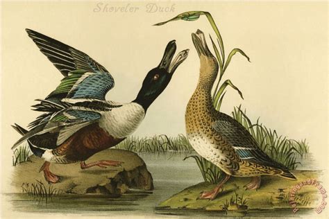 John James Audubon Shoveler Duck Painting Shoveler Duck Print For Sale