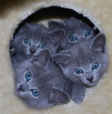 For Sale Adorable Purebred Russian Blue Kittens