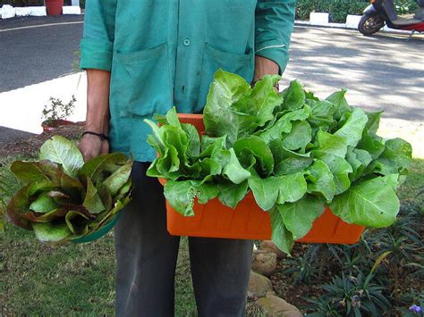 More images for how does spinach grow in a garden » How to grow spinach in containers - Urban Turnip