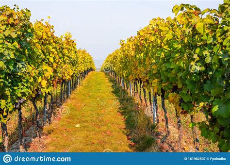 Colorful Autumn Vineyard With Ripe Grapes Of Pinot Gris Fall Vineyards