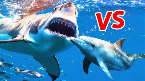 Shark Vs Dolphins In Human Encounters For Scuba Divers