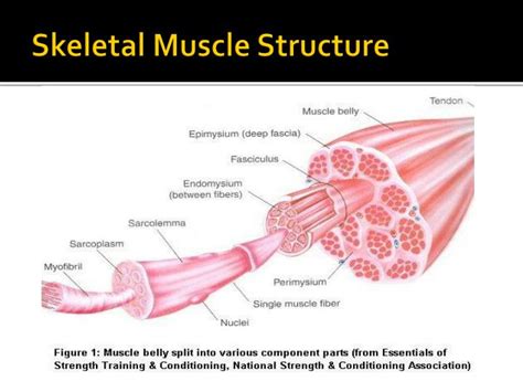 Skeletal Muscle Structure Diagram